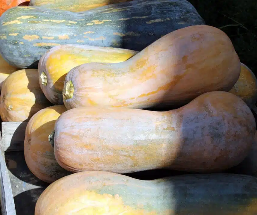 Calabaza